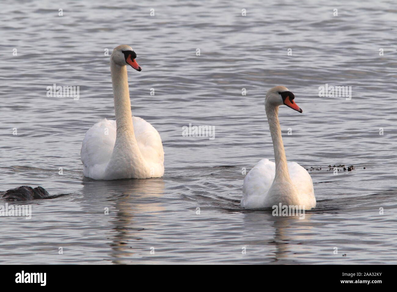 Cigno (Cygnus olor) coppia nuotare nel mare, Scotland, Regno Unito. Foto Stock