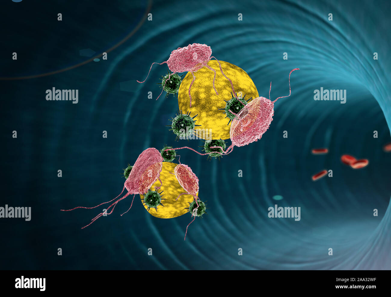 Sistema immunitario umano l'attacco di virus, virus, cellule bianche del sangue all'interno del vaso sanguigno, globuli rossi e bianchi in arteria Foto Stock