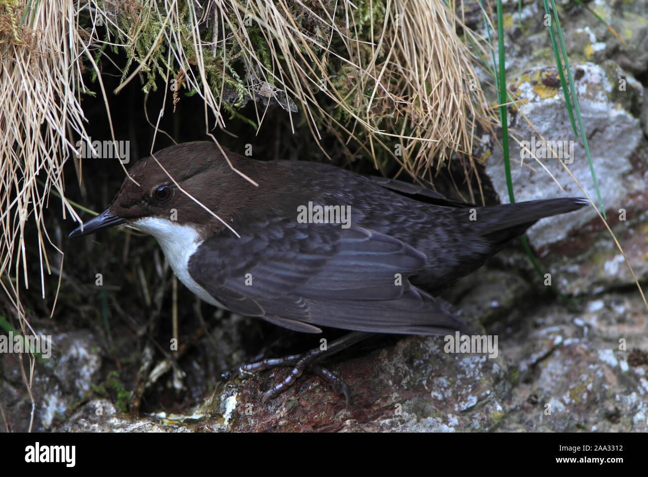 Bilanciere (Cinclus cinclus) pause al di fuori il suo nido, Scotland, Regno Unito. Foto Stock