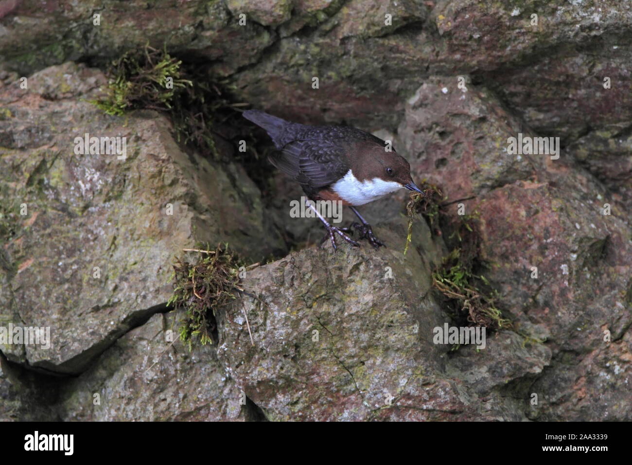 Bilanciere (Cinclus cinclus) costruire un nido, Scotland, Regno Unito. Foto Stock