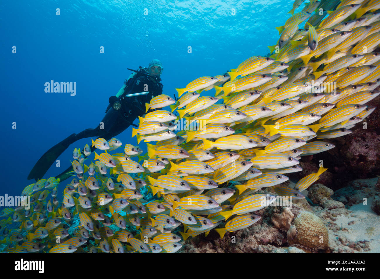 Secca di Bluestripe Snapper, Lutjanus kasmira, Felidhu Atoll, Oceano Indiano, Maldive Foto Stock