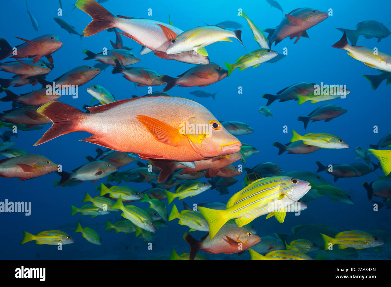 Humpback snapper e Bluestripe Snapper, Lutjanus gibbus, Lutjanus kasmira, Tahiti, Polinesia Francese Foto Stock