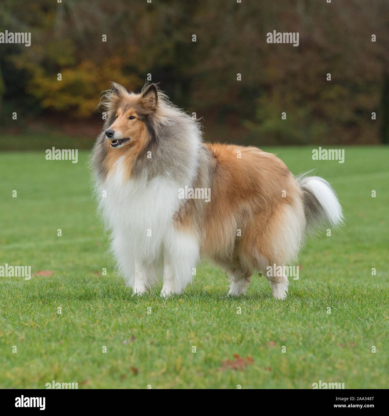 Ruvida cane collie Foto Stock