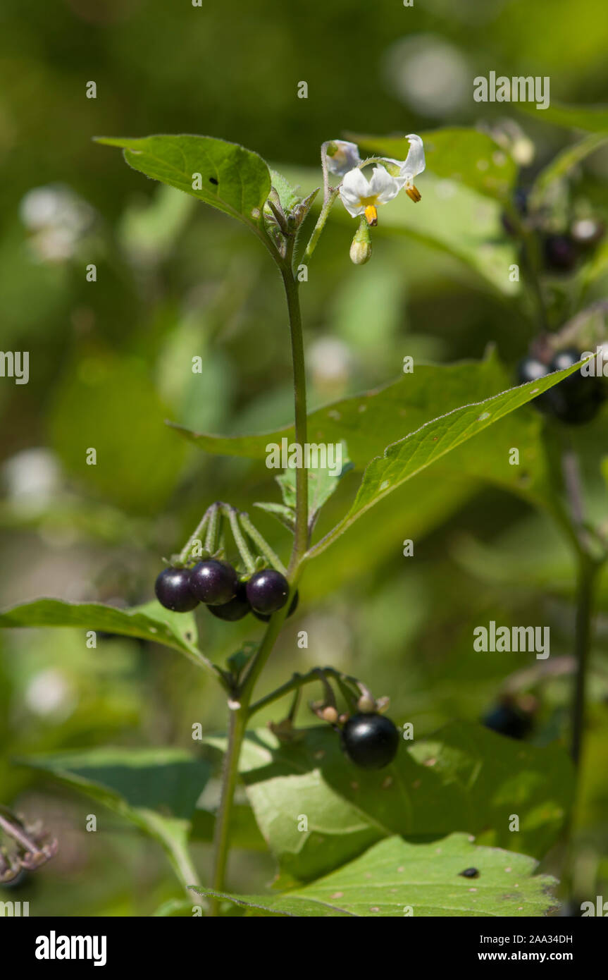 Solanum nigrum,Schwarzer Nachtschatten,Black Nightshade Foto Stock