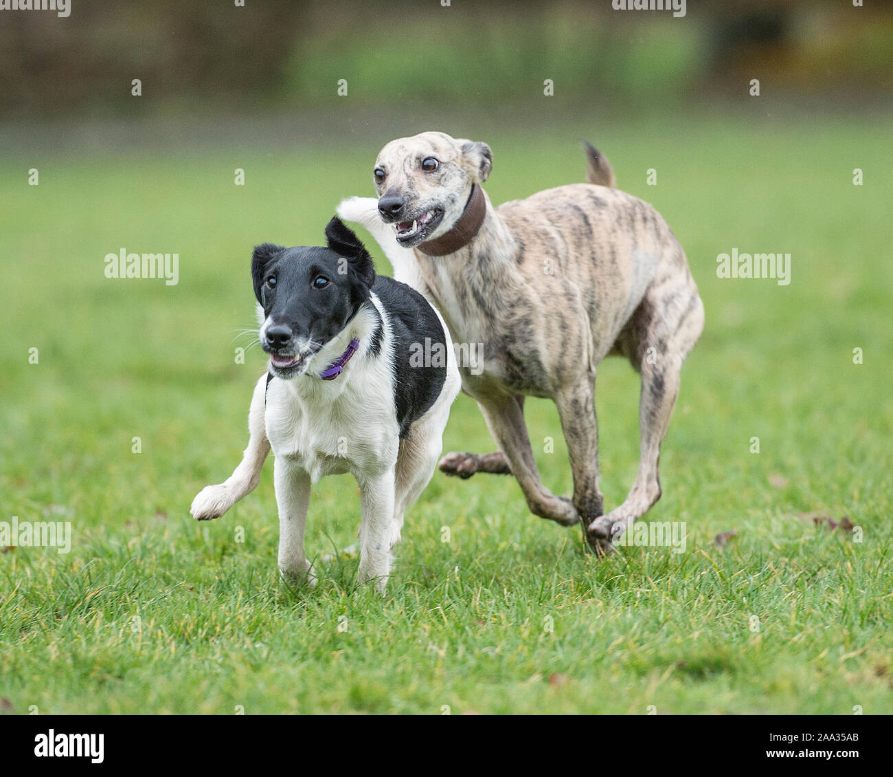 Il whippet e fox terrier giocando Foto Stock