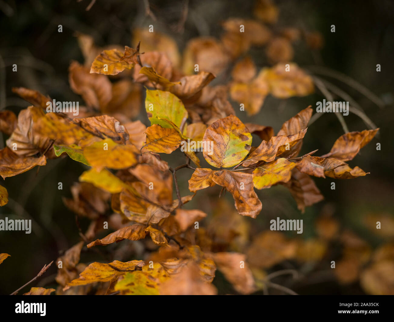 In autunno le foglie di faggio Foto Stock
