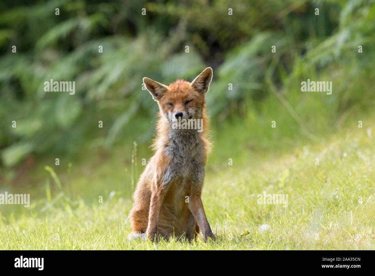 Vista frontale primo piano di giovani volpi rossi inglesi (Vulpes vulpes) isolati all'aperto, seduti in erba d'estate, gli occhi chiusi. Animali di fauna selvatica divertente! Foto Stock