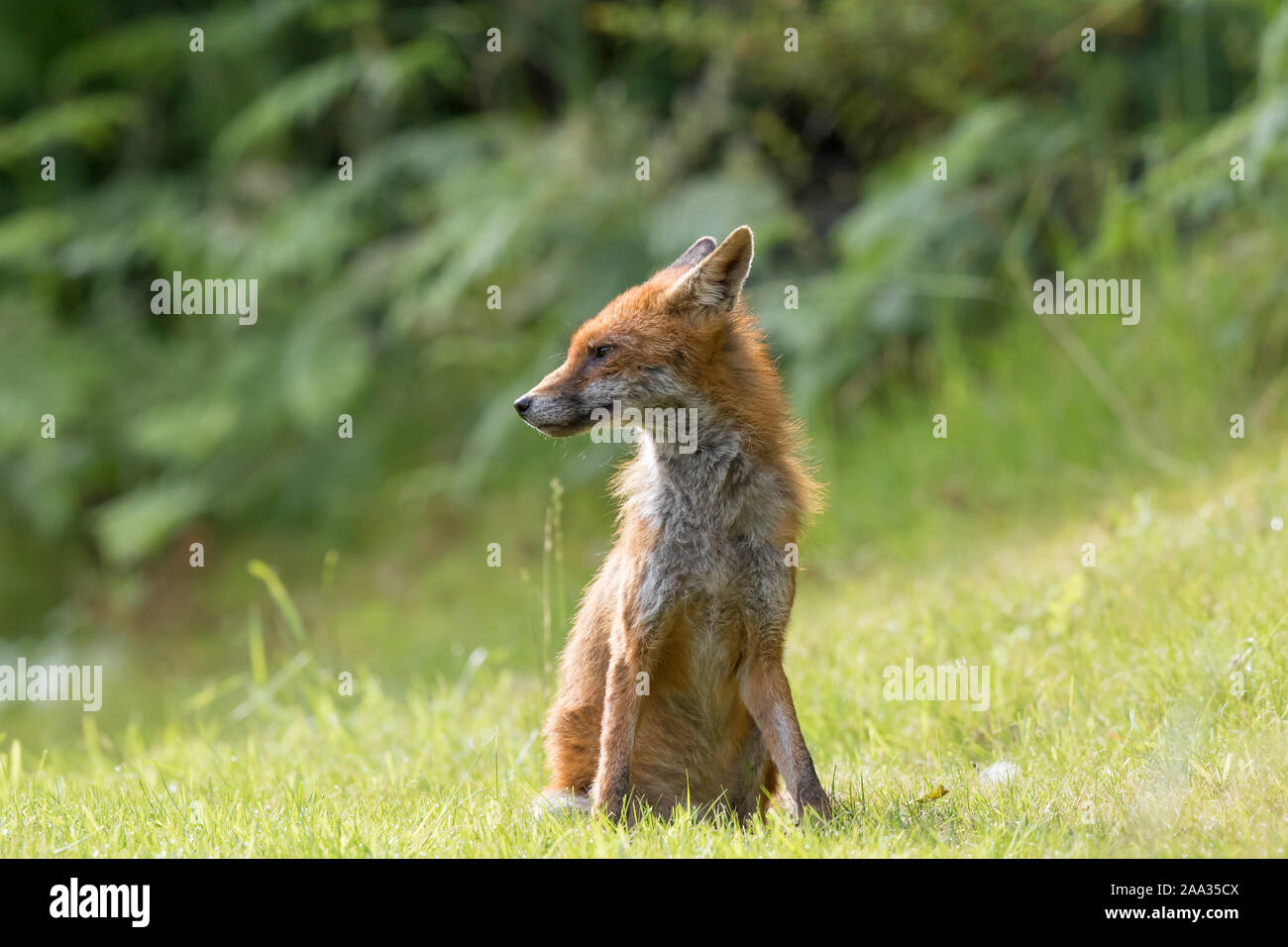 Primo piano dettagliato di giovani animali selvatici della volpe rossa del Regno Unito (Vulpes vulpes) isolati all'aperto in campagna, seduti in erba lunga godendo del sole estivo. Foto Stock