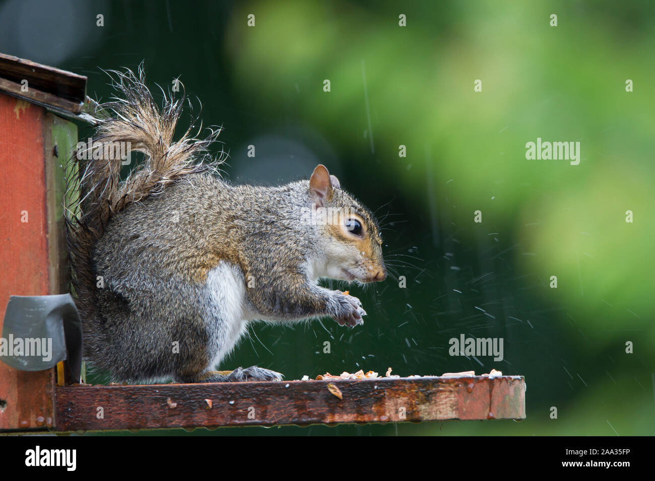 Vista laterale primo piano, UK scoiattolo grigio (Sciurus carolinensis) isolato all'aperto perching su urbano giardino scoiattolo alimentatore, mangiare noci in pioggia. Foto Stock
