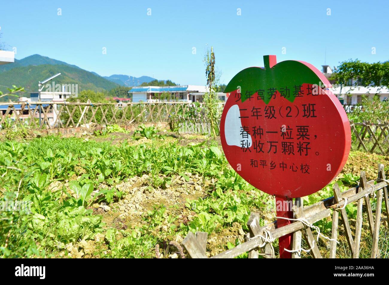 (191119) -- GUANGXI, nov. 19, 2019 (Xinhua) -- Fotografia scattata a ott. 30, 2019 mostra una trama vegetale gestita da studenti al Heping scuola primaria in Sanjiang Dong contea autonoma, a sud della Cina di Guangxi Zhuang Regione autonoma. La scuola ambiente progetto di miglioramento è stato lanciato in cinque western provinciale a livello di regioni di Xinjiang Uygur Regione autonoma, la Municipalità di Chongqing, Guangxi Zhuang Regione autonoma, Guizhou e Yunnan province, che beneficiano più di 150.000 studenti in oltre 300 scuole. Le regioni stanno pensando di espandere il programma a beneficio di 300.000 più bambini. Foto Stock