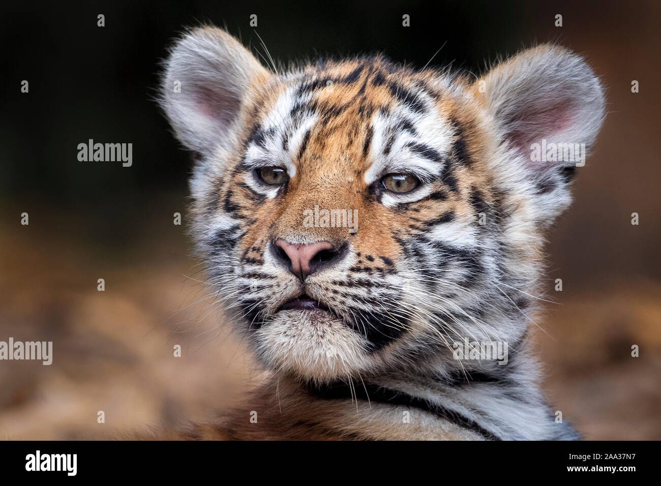 Tre-mese-vecchio tigre di Amur cub Foto Stock