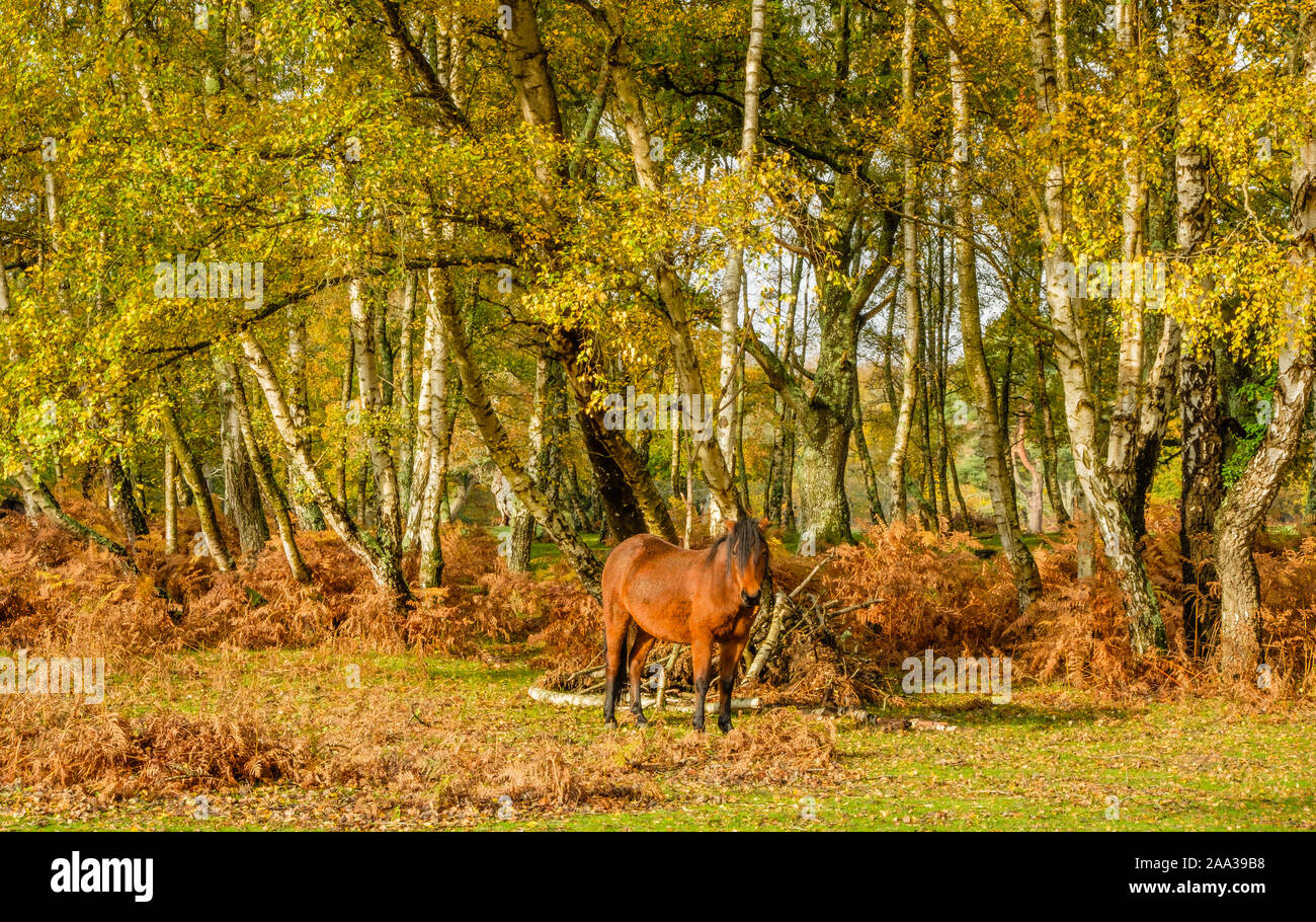 New Forest Pony nei pressi di alberi con i colori autunnali, Hampshire, Inghilterra, Regno Unito. Foto Stock
