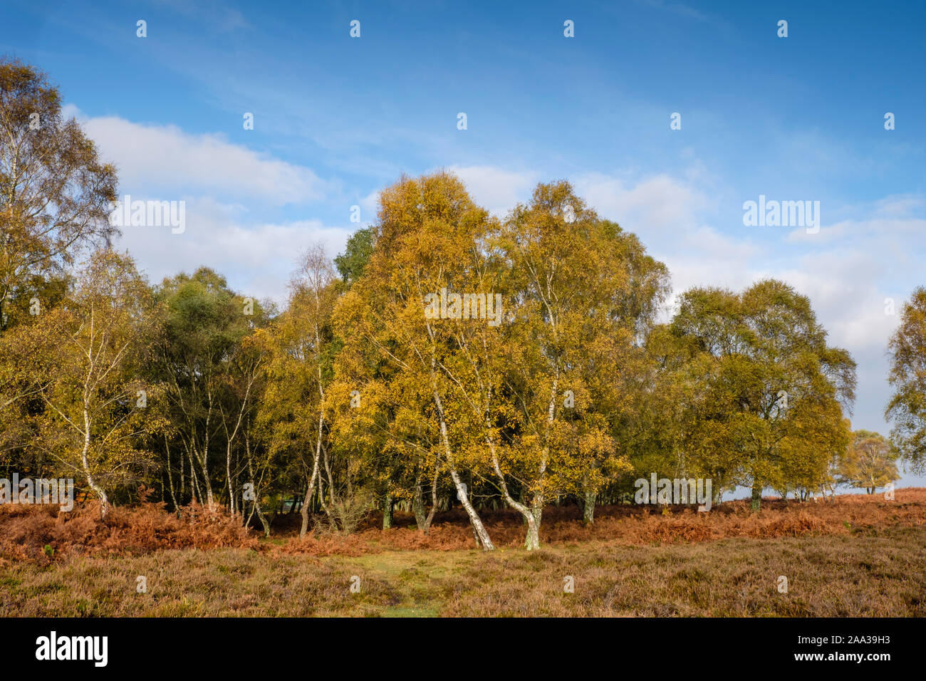 Nuova foresta di betulle con i colori autunnali, Hampshire, Inghilterra, Regno Unito. Foto Stock