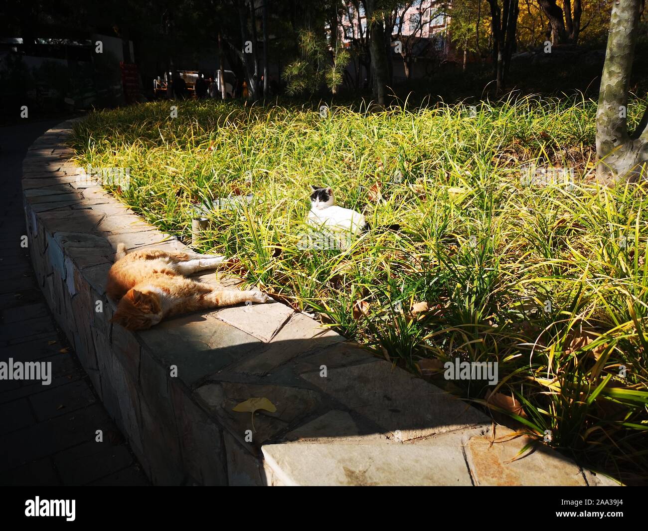 (191119) -- PECHINO, nov. 19, 2019 (Xinhua) -- Mobile mostra fotografica di gatti in giardino Xuanwuyiyuan a Pechino Capitale della Cina, nov. 11, 2019. (Xinhua/Guan Guifeng) Foto Stock