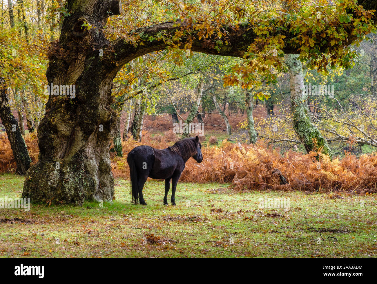 New Forest, Pony si leva in piedi sotto la quercia con i colori autunnali, Hampshire, Inghilterra, Regno Unito. Foto Stock