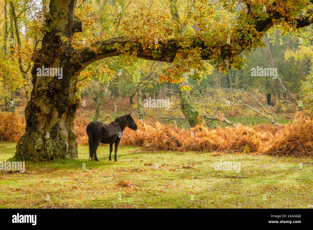 New Forest, Pony si leva in piedi sotto la quercia con i colori autunnali, Hampshire, Inghilterra, Regno Unito. Foto Stock