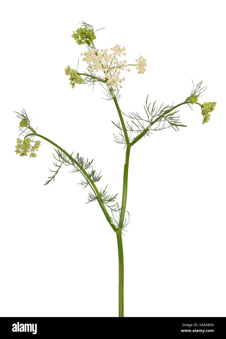 Meum athamanticum fiore isolato su sfondo bianco Foto Stock