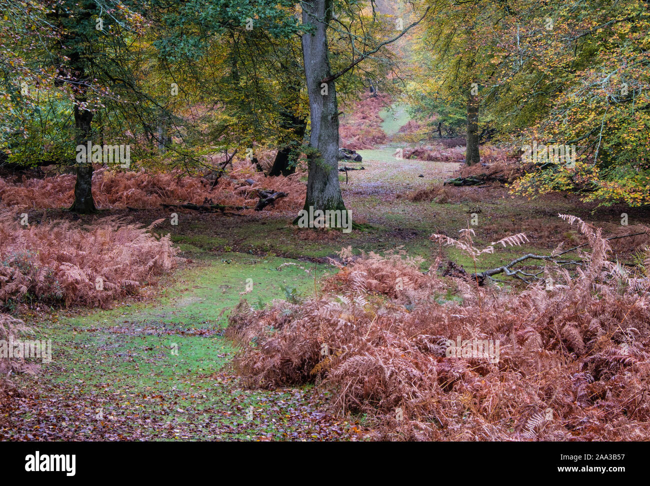 Nuova foresta di alberi e Bracken con colori autunnali, Hampshire, Inghilterra, Regno Unito. Foto Stock