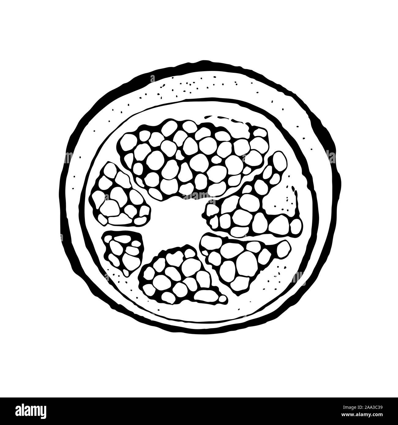 Melograno illustrazione vettoriale isolati su sfondo bianco Illustrazione Vettoriale