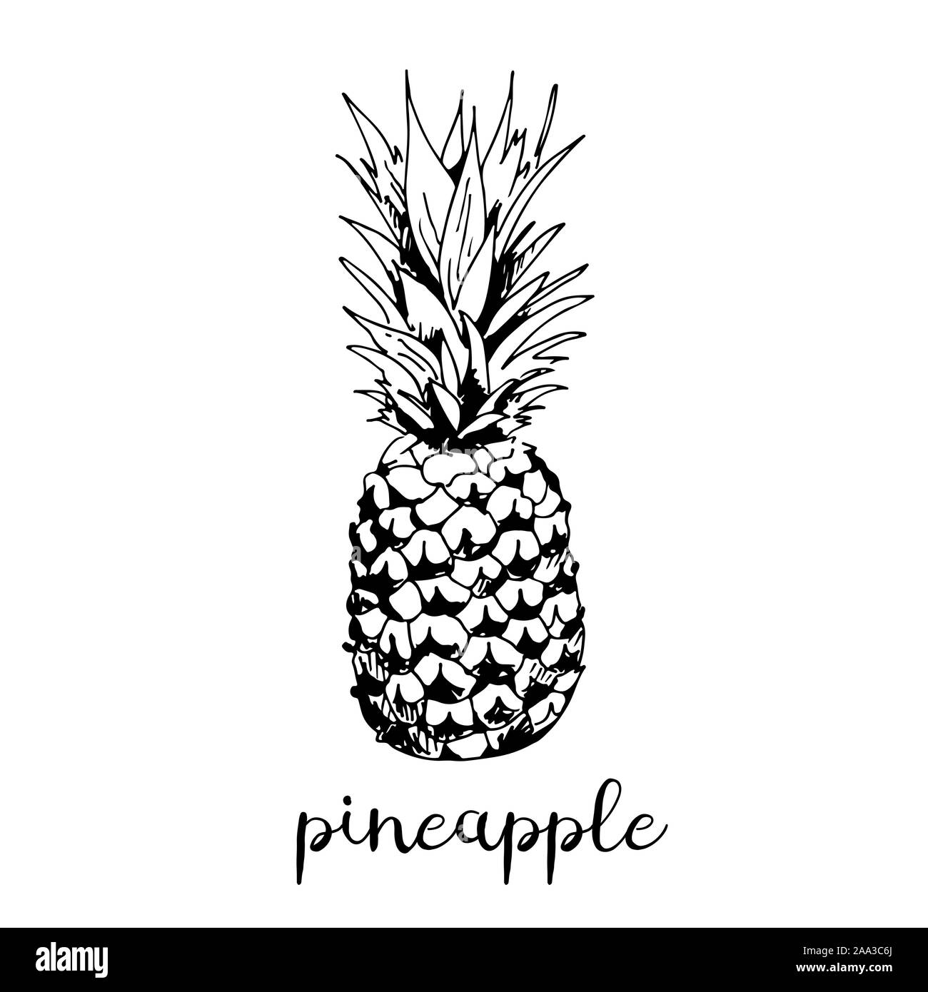 Ananas illustrazione vettoriale isolati su sfondo bianco Illustrazione Vettoriale