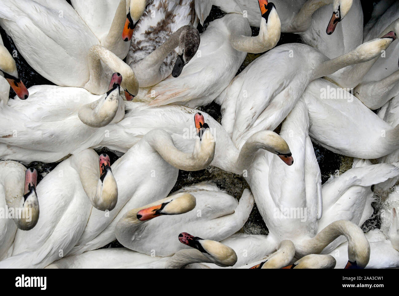 Amburgo, Germania. Xix Nov, 2019. Alster cigni sono state arrotondate in municipio chiusa. L'Alster cigni muoversi al loro trimestri invernali. Credito: Axel Heimken/dpa/Alamy Live News Foto Stock