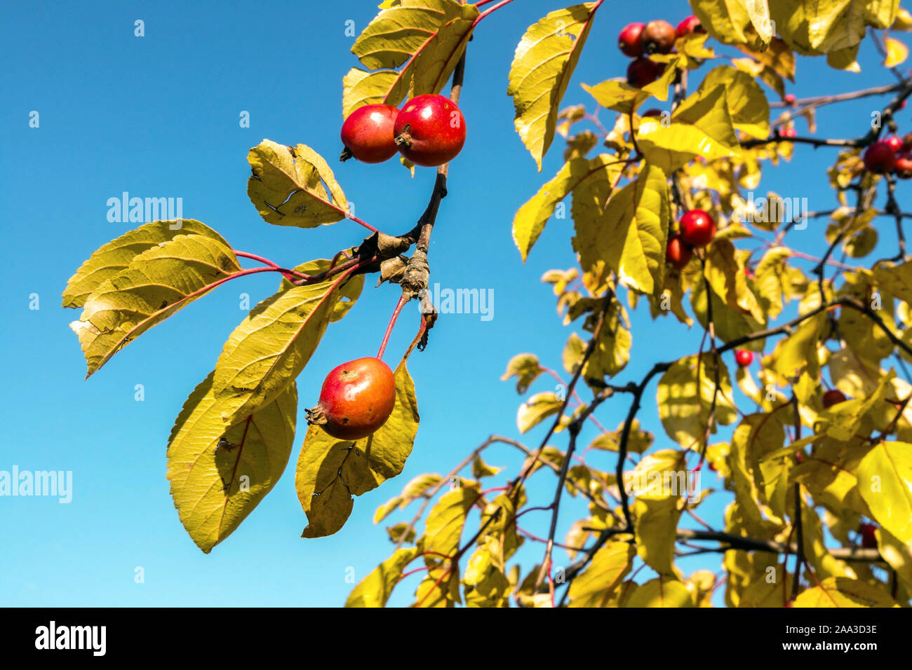 Crab Apple tree frutti in autunno Foto Stock