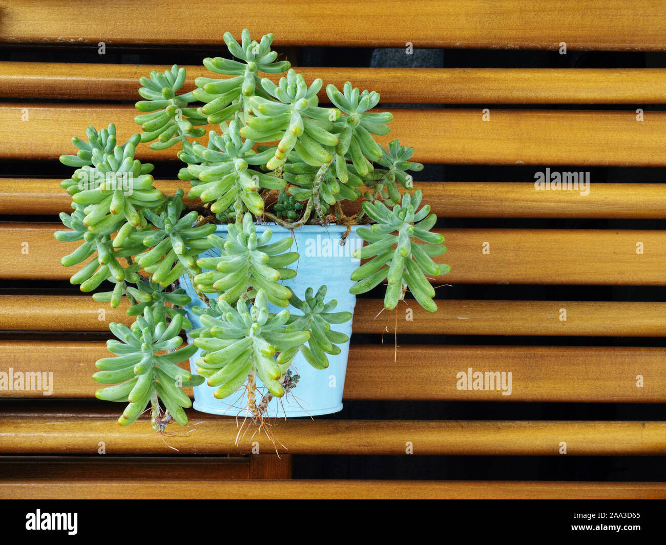 Succulente pianta di fagioli, sedum pachyphyllum, piante succulente | Dicotiledoni Foto Stock Succulente pianta di fagioli, sedum pachyphyllum, piante succulente | Dicotiledoni Foto Stock