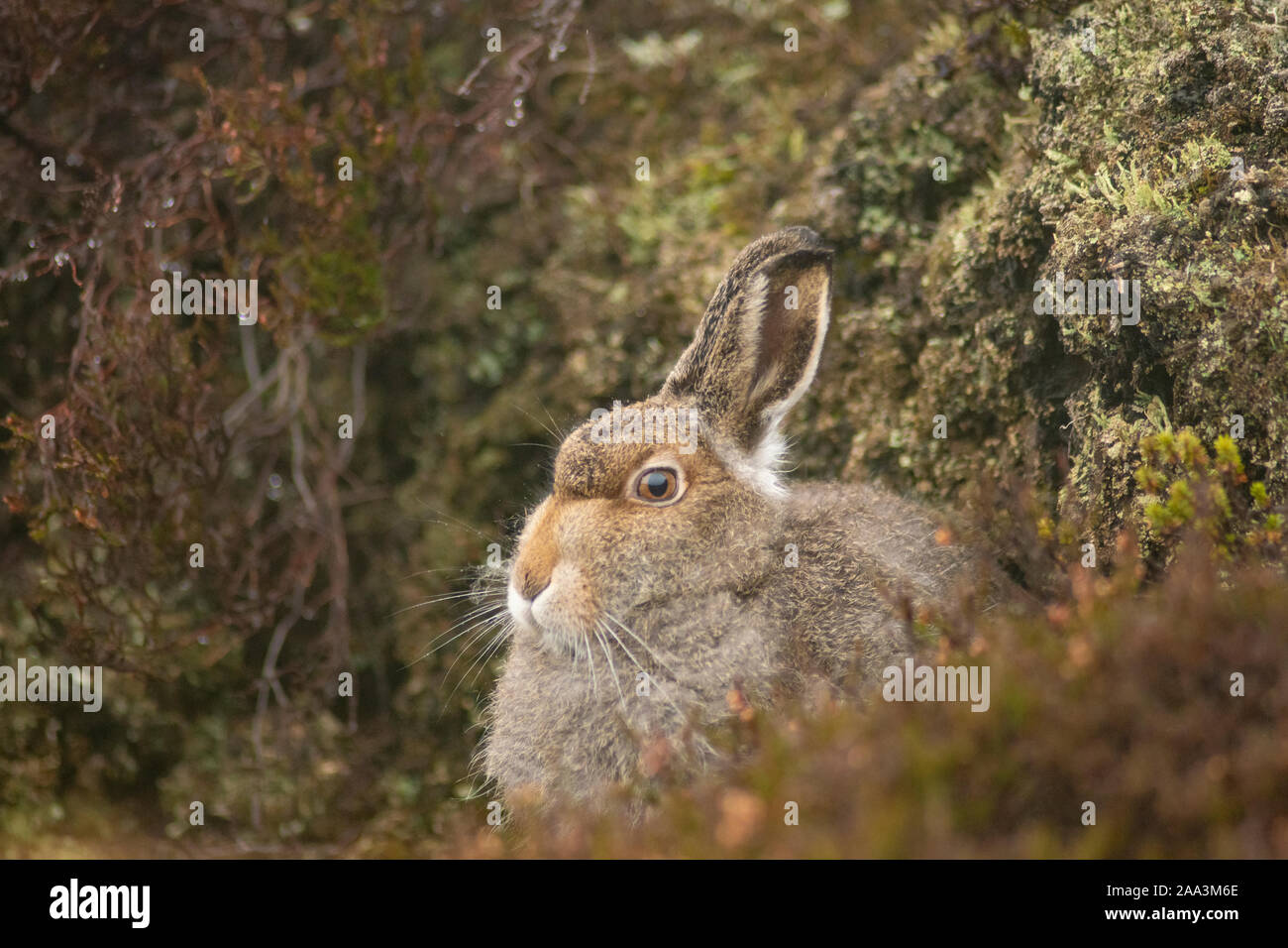 Montagna, lepre Lepus timidus, Findhorn Valley, Novembre Foto Stock Montagna, lepre Lepus timidus, Findhorn Valley, Novembre Foto Stock