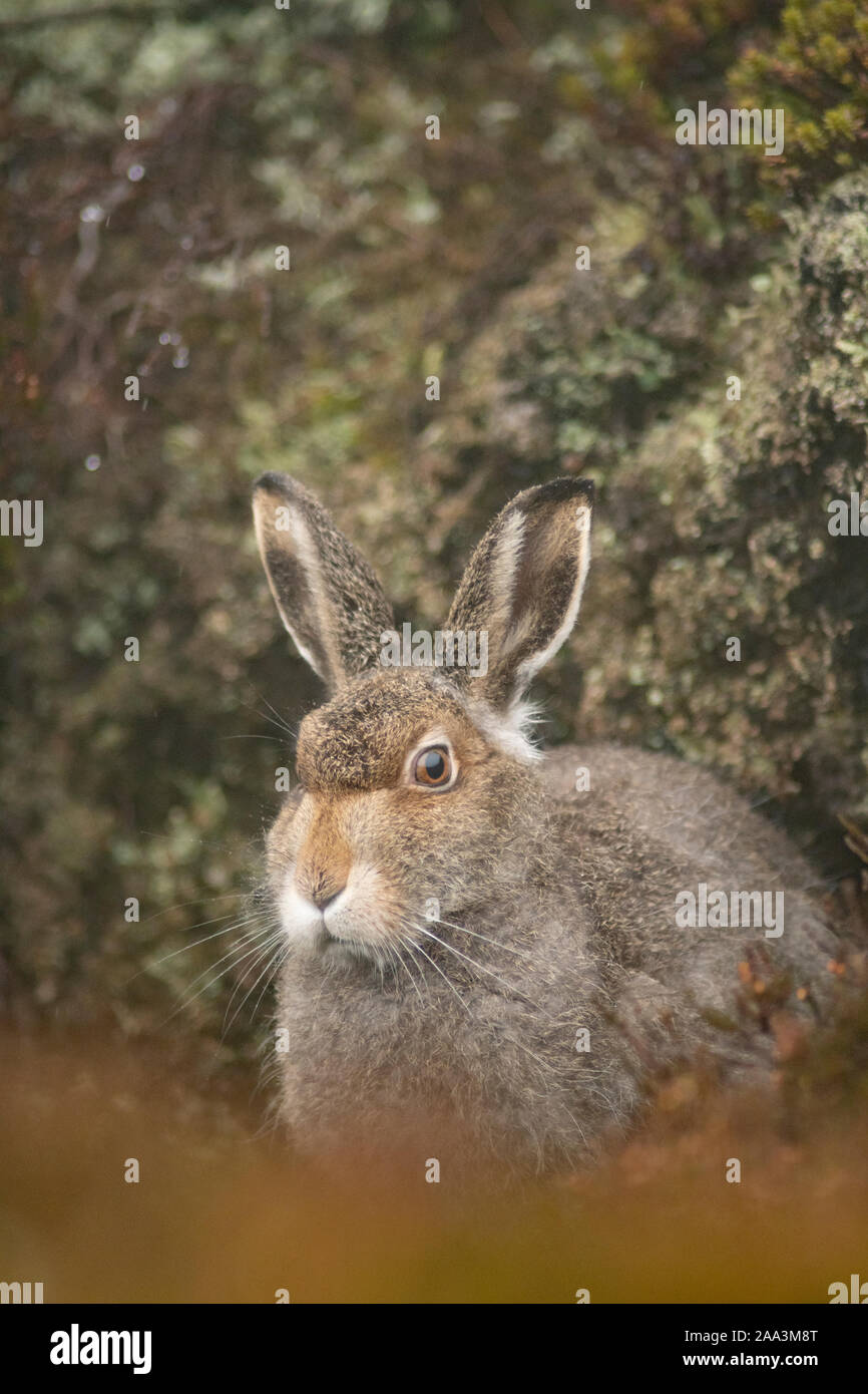 Montagna, lepre Lepus timidus, Findhorn Valley, Novembre Foto Stock Montagna, lepre Lepus timidus, Findhorn Valley, Novembre Foto Stock
