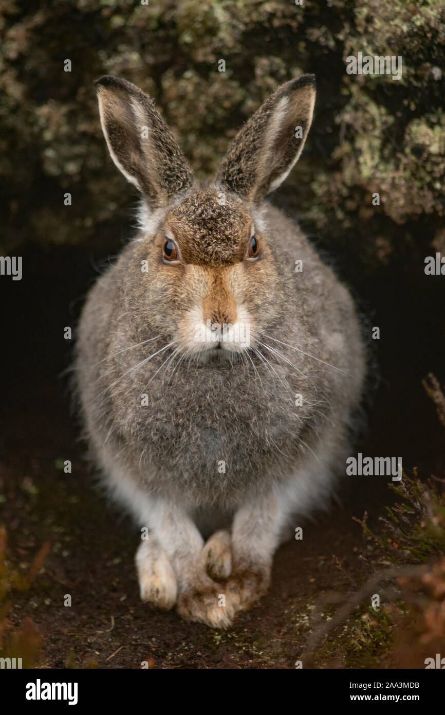 Montagna, lepre Lepus timidus, Findhorn Valley, Novembre Foto Stock Montagna, lepre Lepus timidus, Findhorn Valley, Novembre Foto Stock