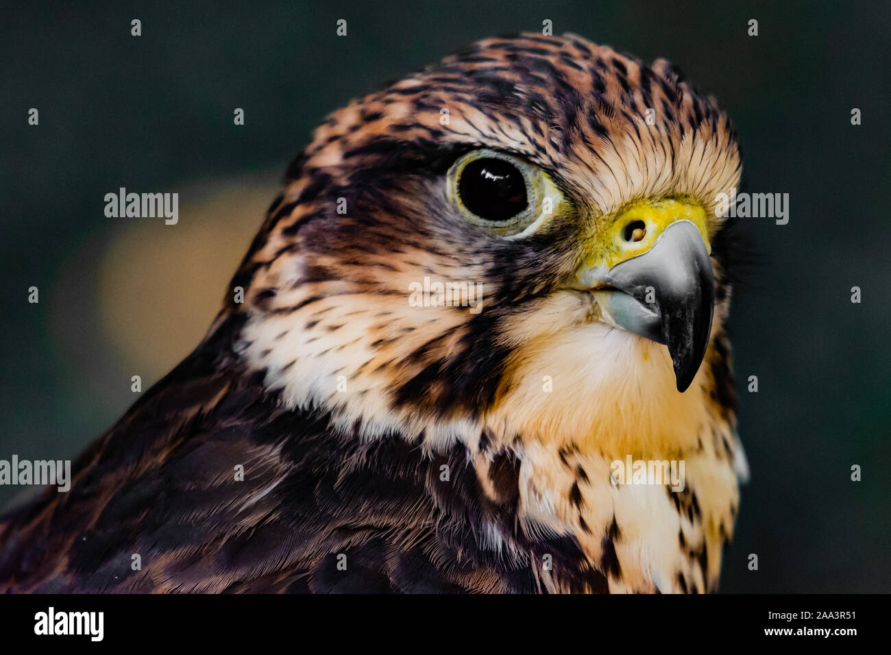 Ritratto di un American Gheppio (Falco sparverius), l'isola di Vancouver, British Columbia, Canada Foto Stock