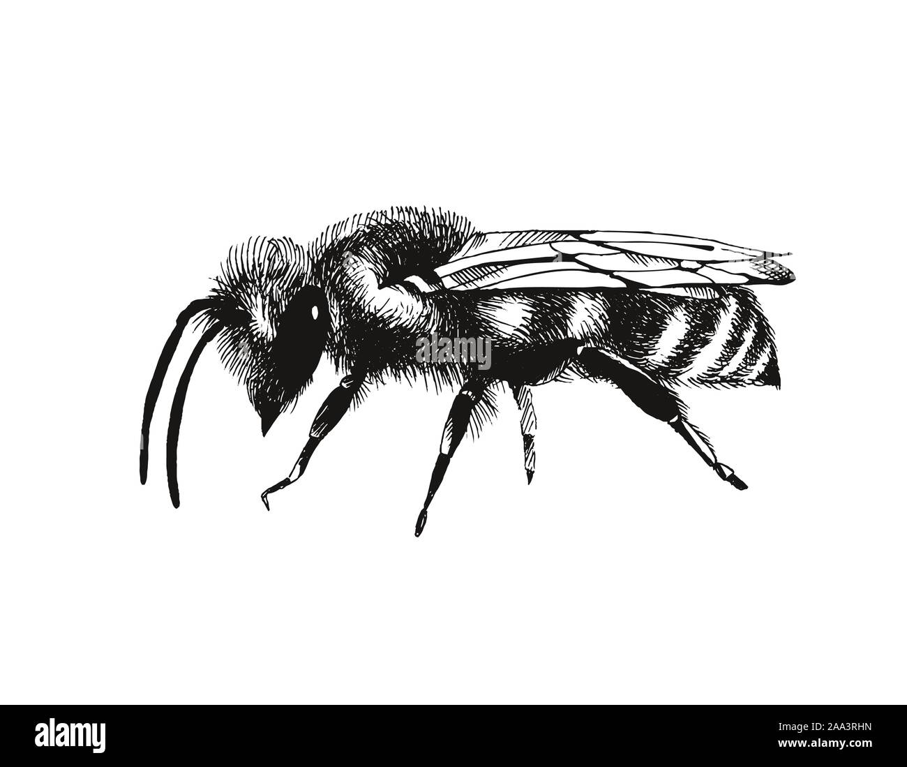 Il miele delle api illustrazione vettoriale in stile di incisione isolati su sfondo bianco Illustrazione Vettoriale