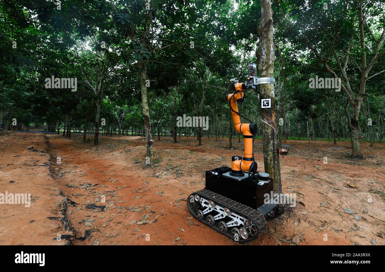 Haikou. Xix Nov, 2019. Un autonomo di gomma-toccando il robot lavora in una piantagione di gomma attaccati ad una industria della gomma naturale azienda nel sud della Cina di Hainan Provincia, nov. 19, 2019. Il robot ha avviato di recente un sito toccando in gomma Corsa di prova con un obiettivo di migliorare efficienza e automazione della produzione di gomma. Credito: Yang Guanyu/Xinhua/Alamy Live News Foto Stock