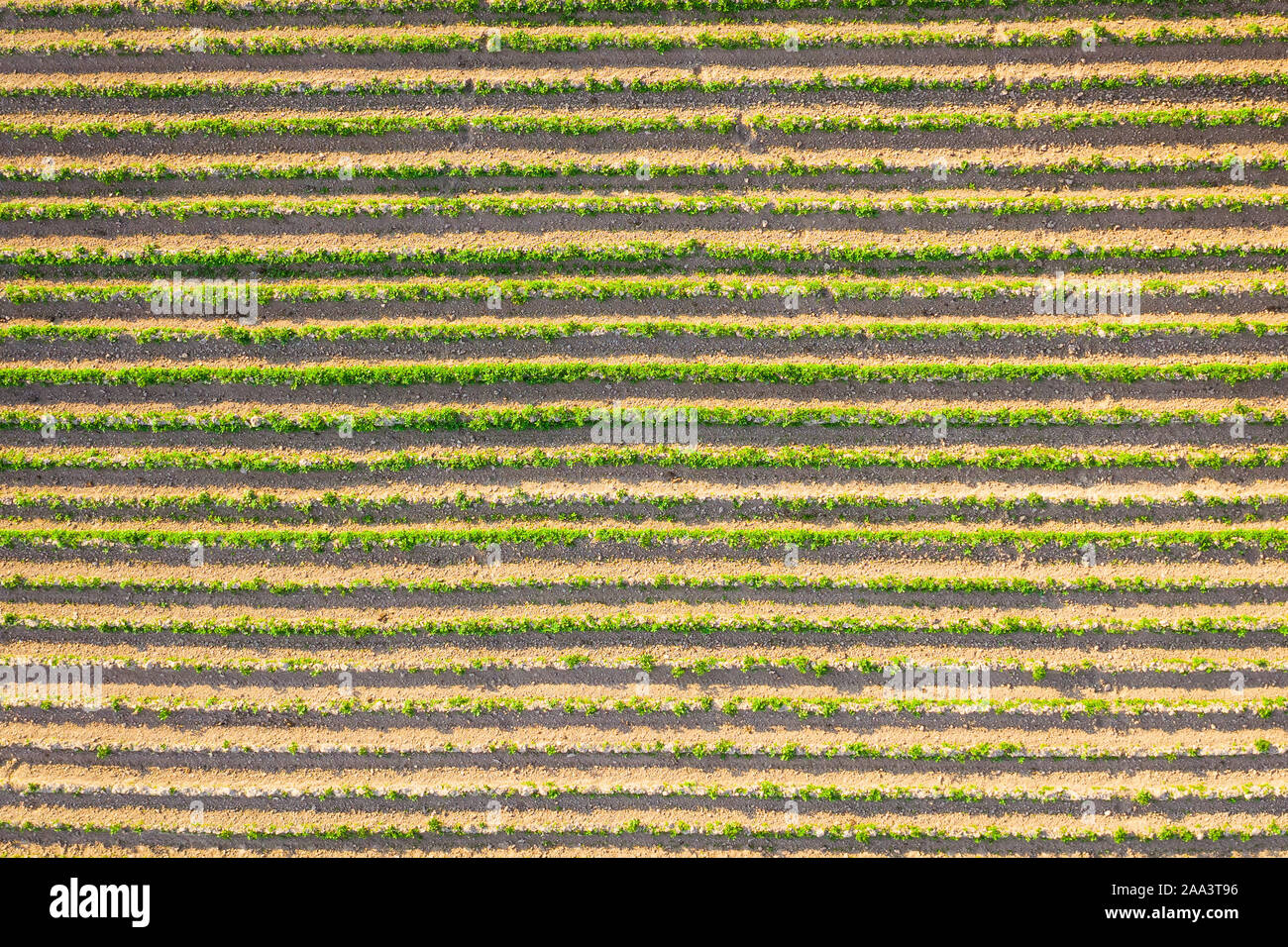 Nuove piantine di piante agricole su impianti nei campi, vista aerea Foto Stock