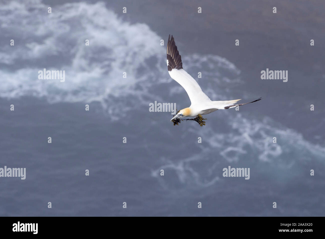 Northern Gannet (Morus bassanus) battenti con materiale di nidificazione di Cape Santa Maria della riserva ecologica, Terranova, Canada. Foto Stock