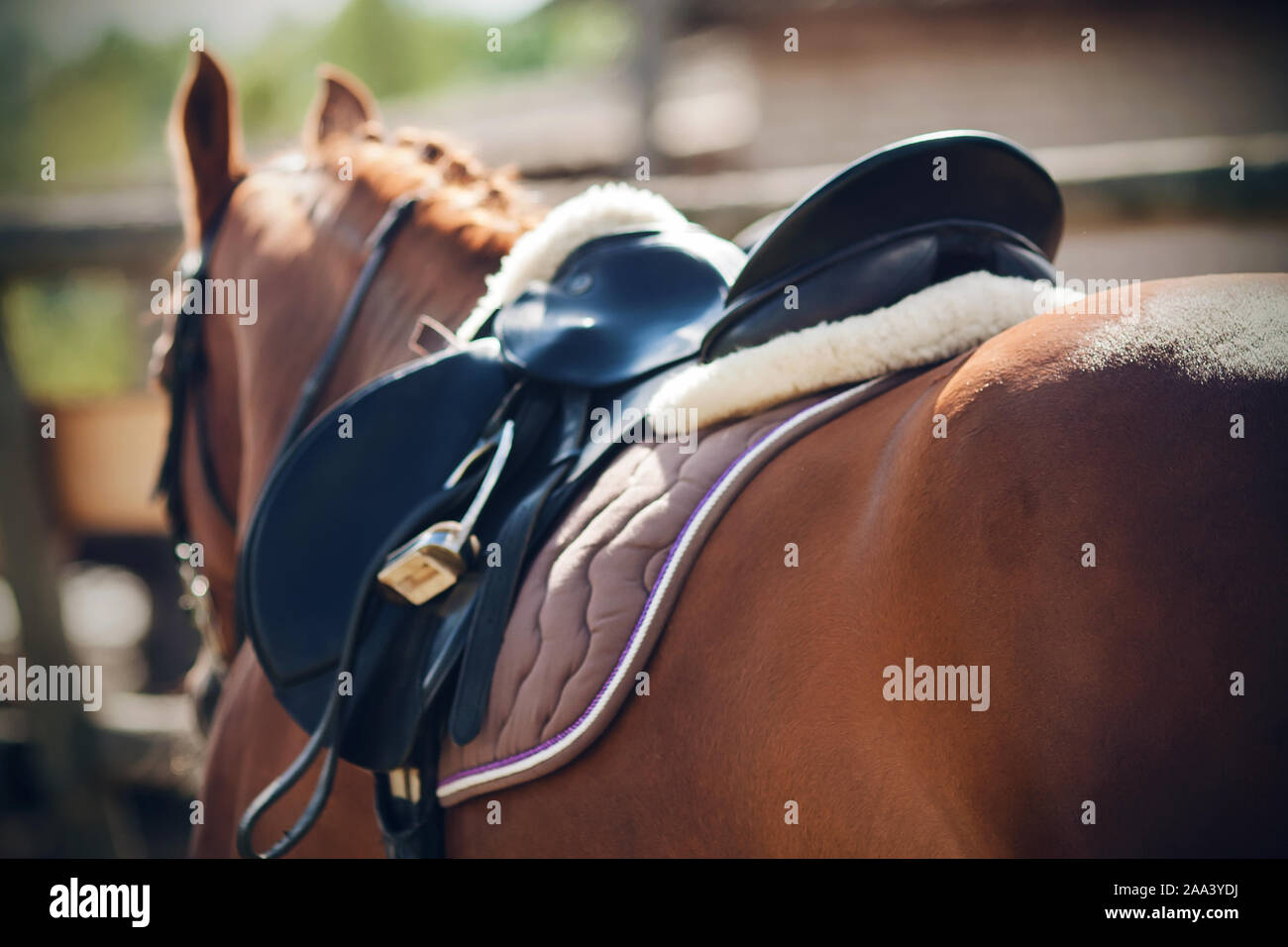 Sella da cavallo immagini e fotografie stock ad alta risoluzione - Alamy