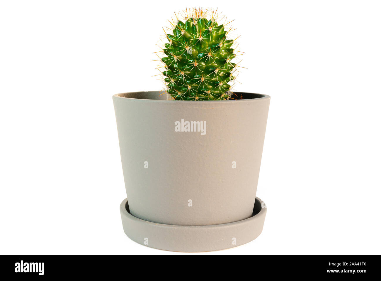 Piccoli vasi di cactus impianto isolato su sfondo bianco Foto Stock