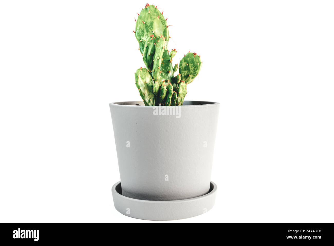 Piccoli vasi di cactus impianto isolato su sfondo bianco Foto Stock