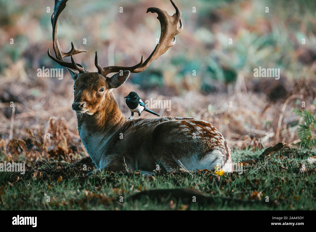 Gazza seduti su un cervo a Bushy Park, Richmond-Upon-Thames, London, Regno Unito Foto Stock