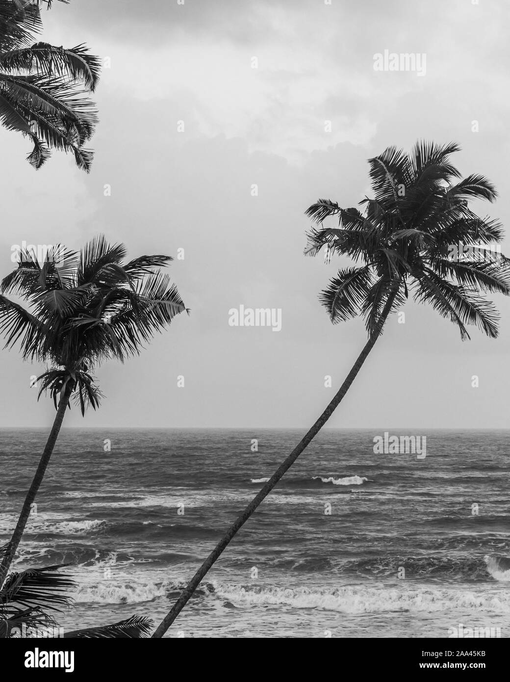 Goa lungomare con palme e mare in bianco e nero Foto Stock