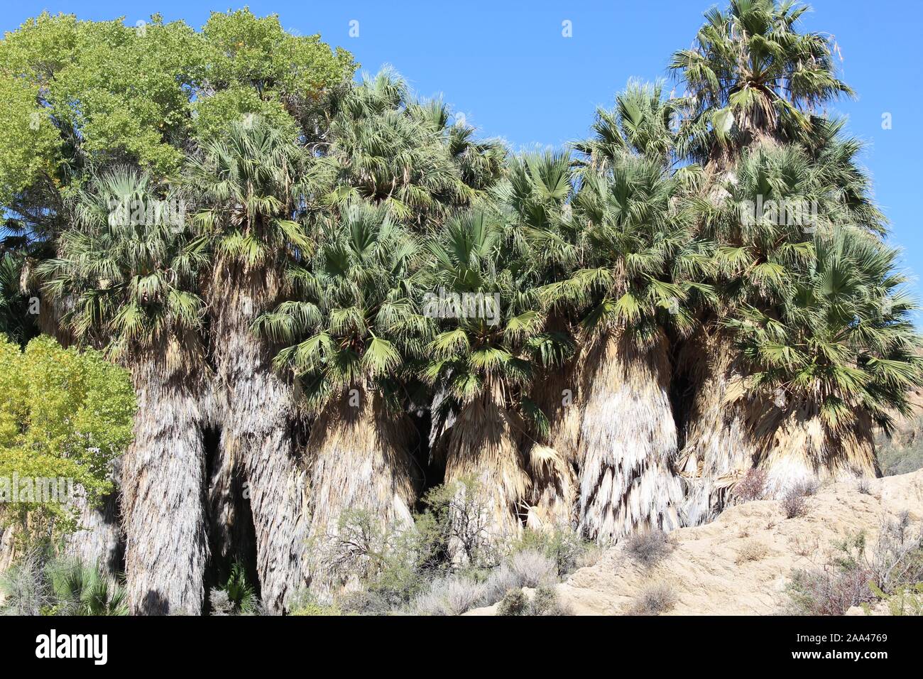 Molla di pioppi neri americani a Joshua Tree National Park, rare naturale deserto Colorado habitat adatto per la ventola della California Palm, Washingtonia filifera. Foto Stock