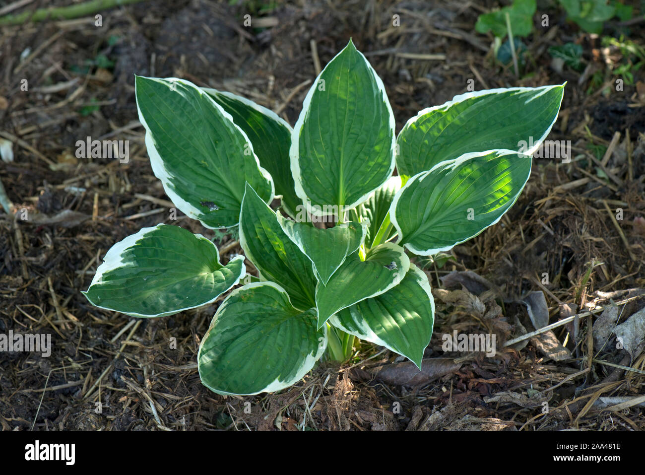 Hosta fortunei 'Francee', giovane giglio piantaggine pianta con fortemente venata di foglie e di un bianco a contrasto bordo marginale, può Foto Stock