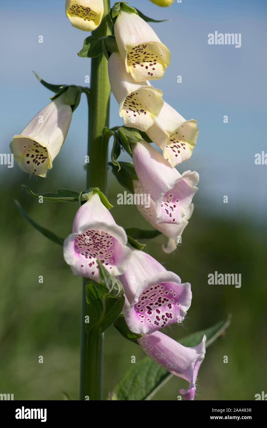 Flower spike, rosa pallido ben marcato broccoli di una pianta ornamentale foxglove (Digitalis purpurea) una biennale giardino ornamentale pianta, può Foto Stock