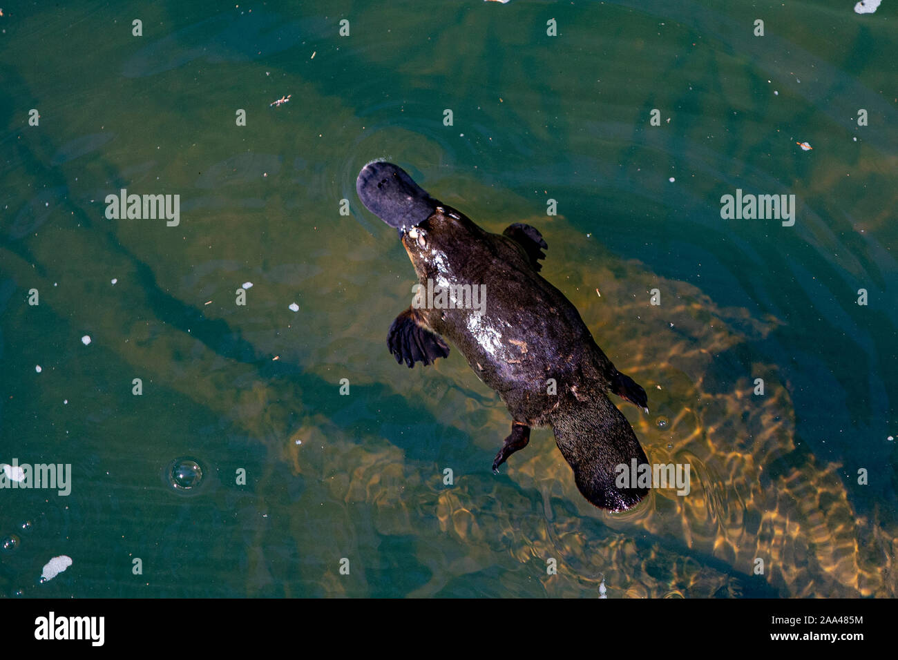 Vista aerea di un platypus nuotare in un fiume, Australia Foto Stock
