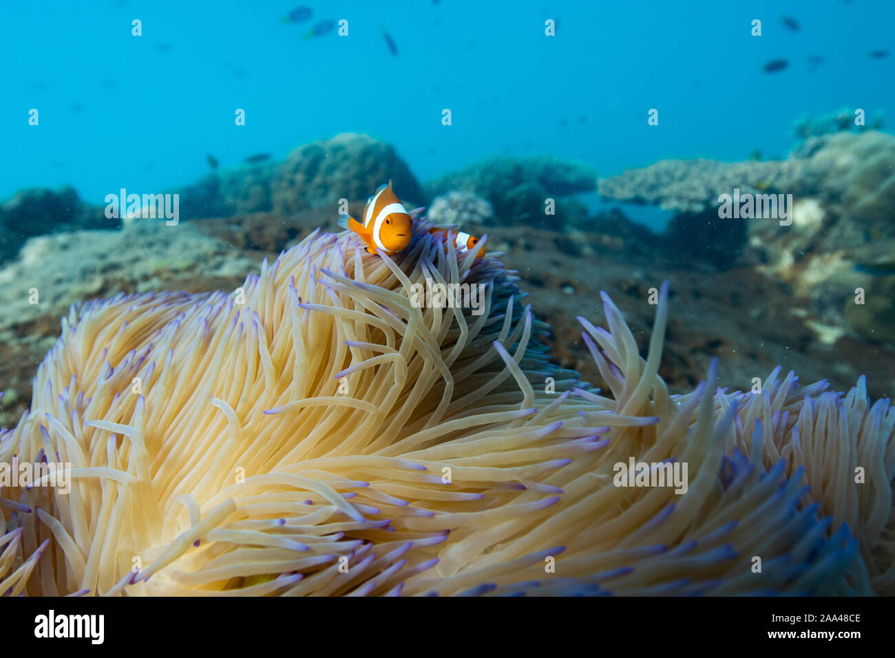 Clownfish nascondendosi in una scogliera di corallo, della Grande Barriera Corallina, Queensland, Australia Foto Stock
