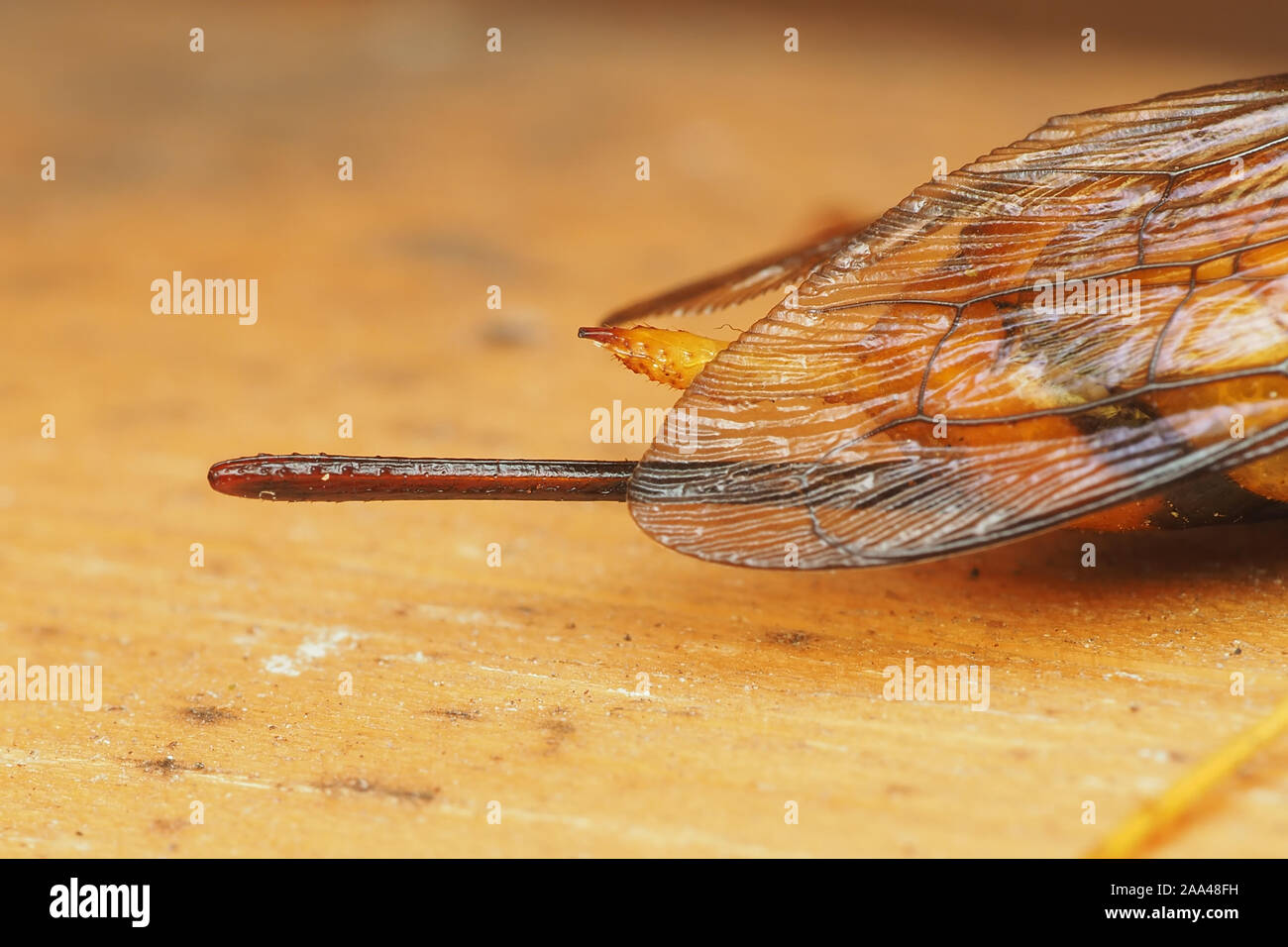 Close up ovispositor di una femmina di Urocerus gigas sawfly. Tipperary, Irlanda Foto Stock