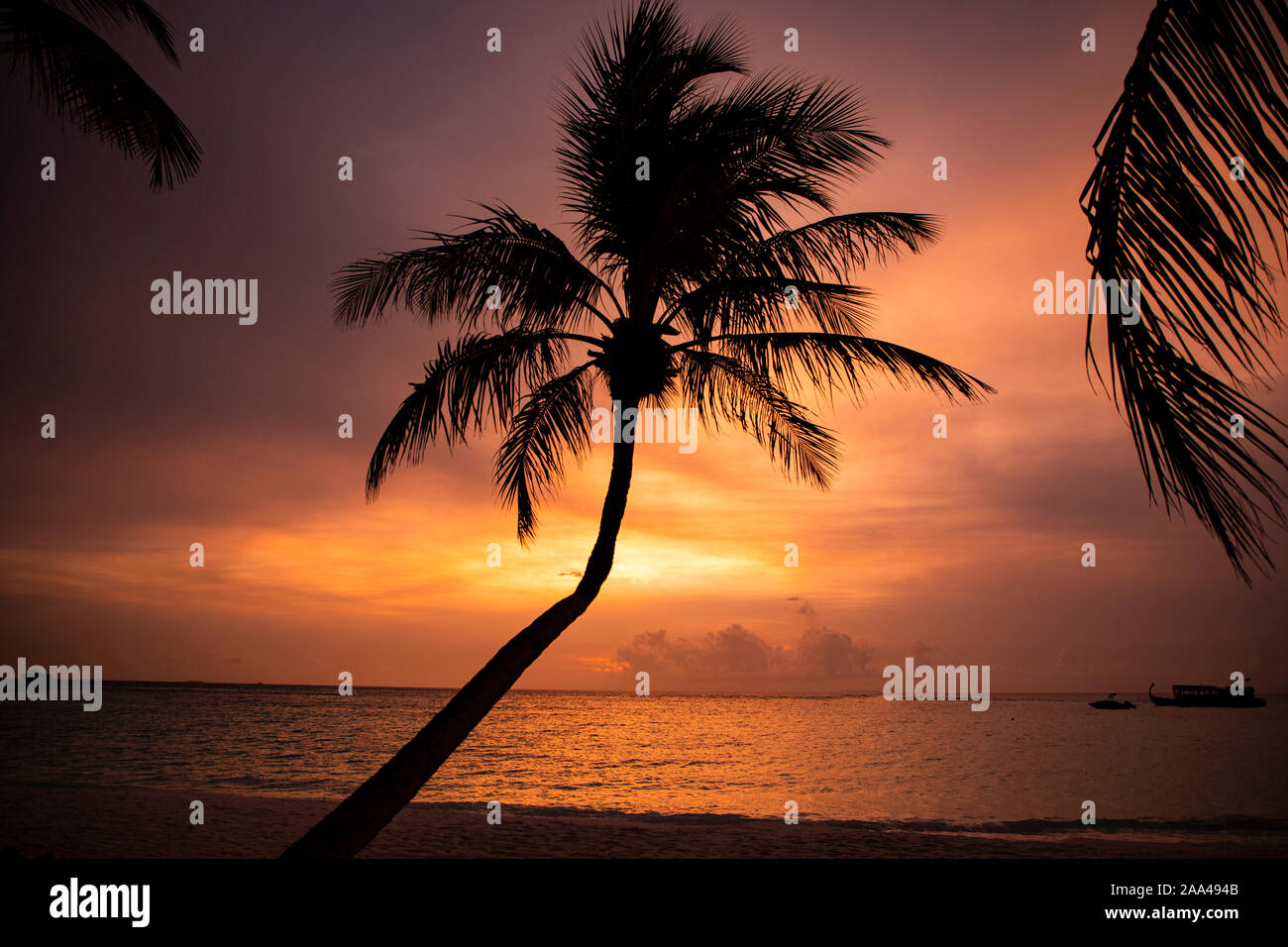 Silhouette di un albero di pam sulla spiaggia al tramonto, Maldive Foto Stock