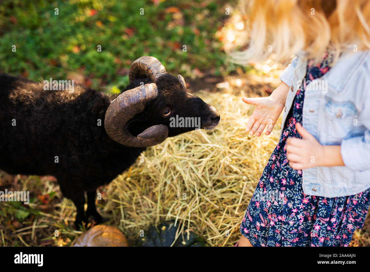 Piccola parentesi ragazza bionda nero alimentazione ovini domestici. Il contadino del concetto di vita. Foto Stock