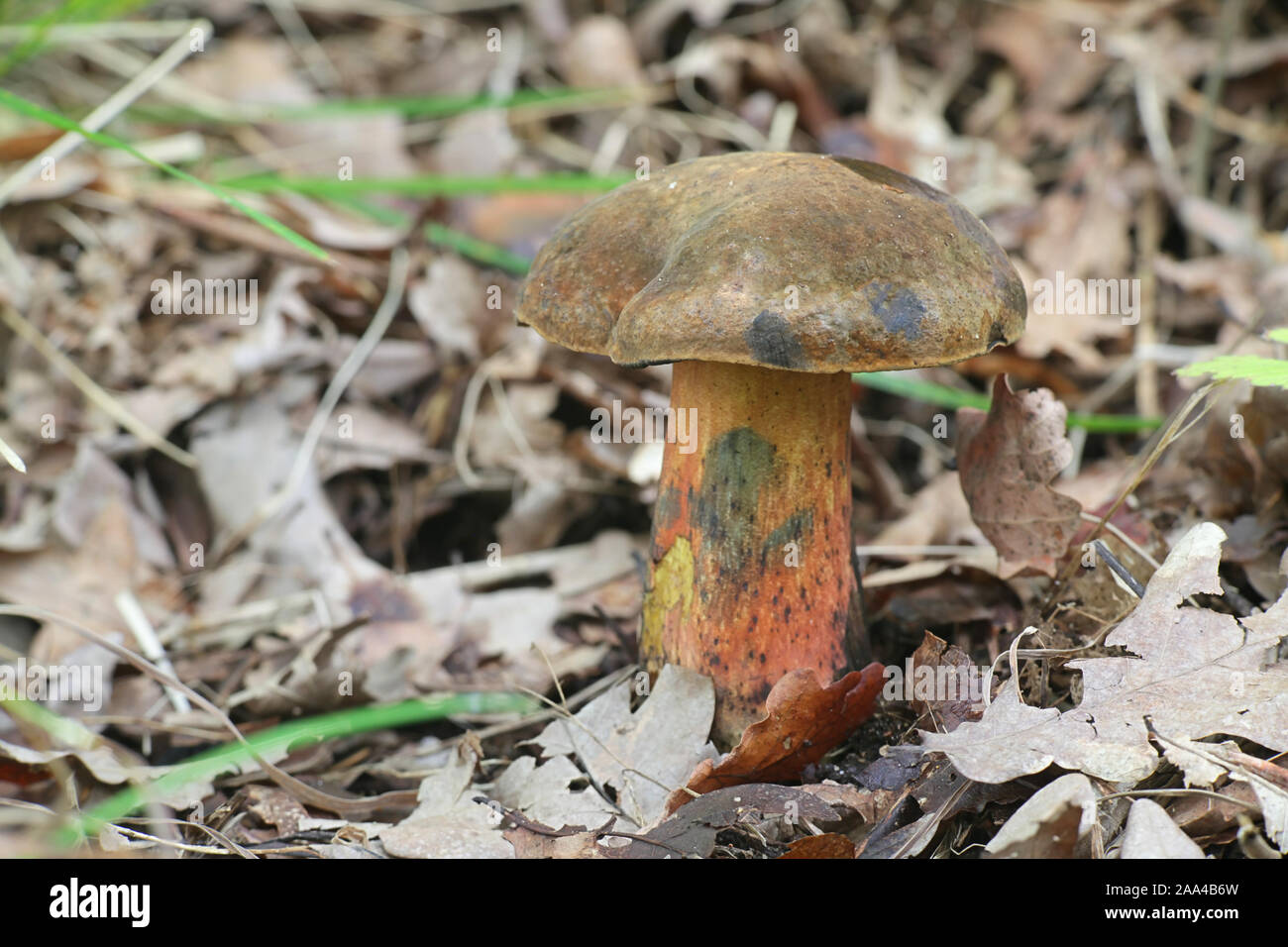 Neoboletus luridiformis o Boletus luridiformis, noto come scarletina bolete, funghi selvatici dalla Finlandia Foto Stock