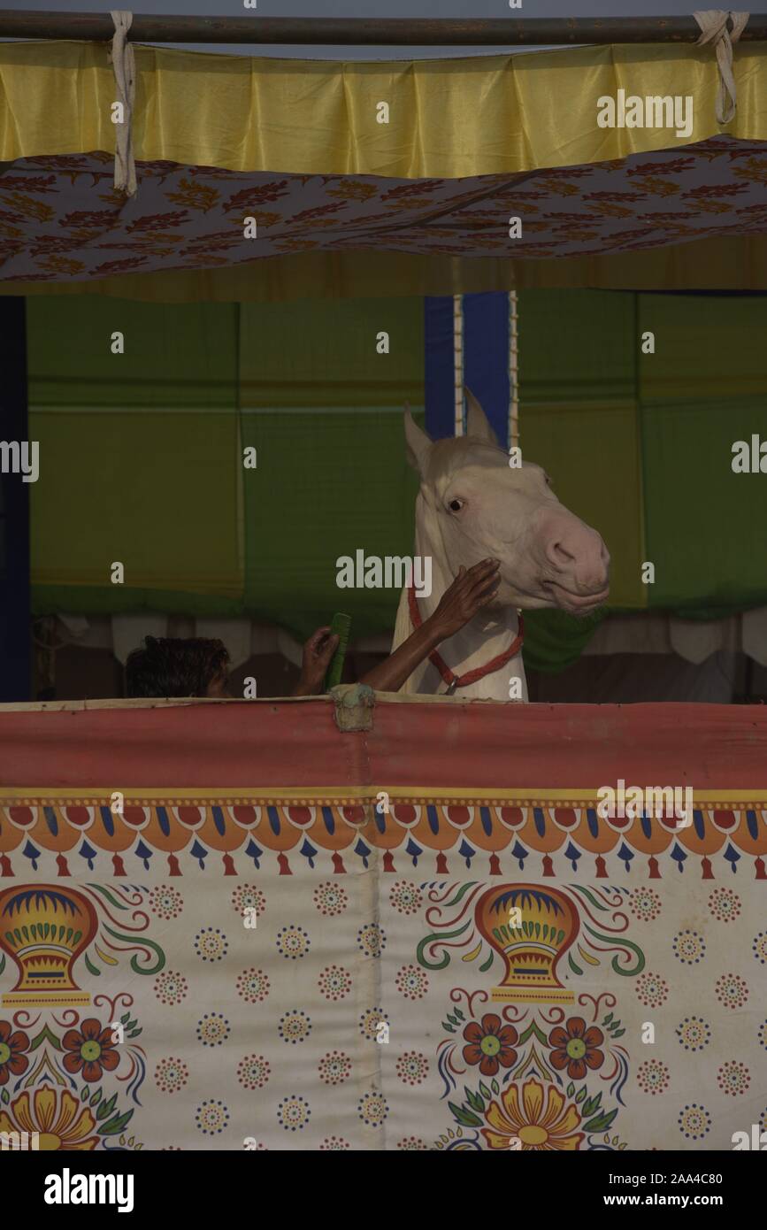 Cavallo e care introduttore a aPushkar camel fair, Rajasthan, India Foto Stock
